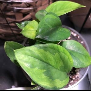 Emerald Pothos Cutting